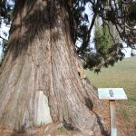 La base del tronco con la caratteristica forma a zampa di elefante